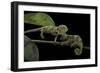 Chamaeleo Johnstoni (Johnston's Chameleon) - Young-Paul Starosta-Framed Photographic Print