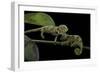 Chamaeleo Johnstoni (Johnston's Chameleon) - Young-Paul Starosta-Framed Photographic Print