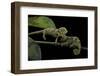 Chamaeleo Johnstoni (Johnston's Chameleon) - Young-Paul Starosta-Framed Photographic Print