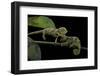 Chamaeleo Johnstoni (Johnston's Chameleon) - Young-Paul Starosta-Framed Photographic Print