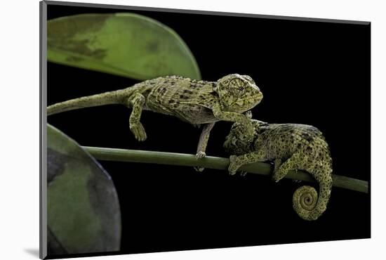 Chamaeleo Johnstoni (Johnston's Chameleon) - Young-Paul Starosta-Mounted Photographic Print