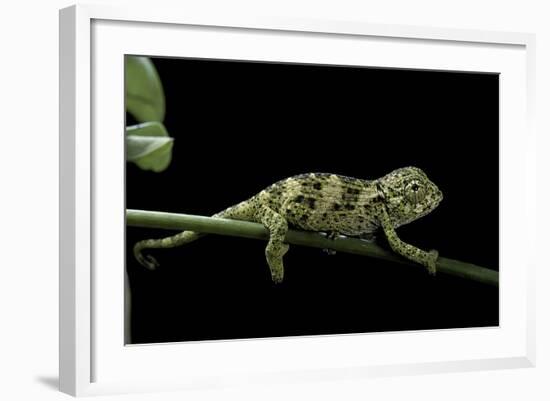 Chamaeleo Johnstoni (Johnston's Chameleon) - Young-Paul Starosta-Framed Photographic Print