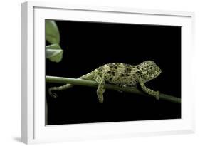 Chamaeleo Johnstoni (Johnston's Chameleon) - Young-Paul Starosta-Framed Photographic Print