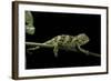 Chamaeleo Johnstoni (Johnston's Chameleon) - Young-Paul Starosta-Framed Photographic Print