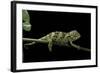 Chamaeleo Johnstoni (Johnston's Chameleon) - Young-Paul Starosta-Framed Photographic Print