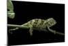 Chamaeleo Johnstoni (Johnston's Chameleon) - Young-Paul Starosta-Mounted Photographic Print