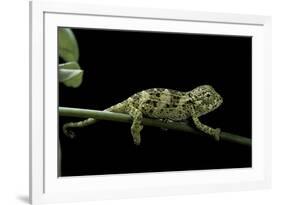 Chamaeleo Johnstoni (Johnston's Chameleon) - Young-Paul Starosta-Framed Photographic Print