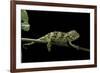 Chamaeleo Johnstoni (Johnston's Chameleon) - Young-Paul Starosta-Framed Photographic Print