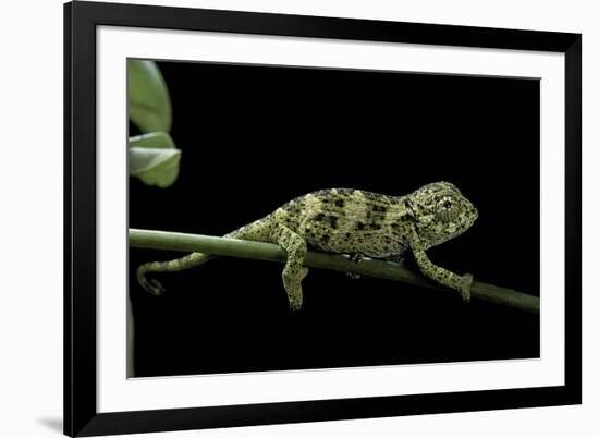 Chamaeleo Johnstoni (Johnston's Chameleon) - Young-Paul Starosta-Framed Photographic Print