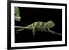 Chamaeleo Johnstoni (Johnston's Chameleon) - Young-Paul Starosta-Framed Photographic Print