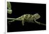 Chamaeleo Johnstoni (Johnston's Chameleon) - Young-Paul Starosta-Framed Photographic Print