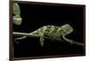 Chamaeleo Johnstoni (Johnston's Chameleon) - Young-Paul Starosta-Framed Photographic Print