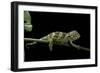 Chamaeleo Johnstoni (Johnston's Chameleon) - Young-Paul Starosta-Framed Photographic Print