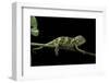 Chamaeleo Johnstoni (Johnston's Chameleon) - Young-Paul Starosta-Framed Photographic Print