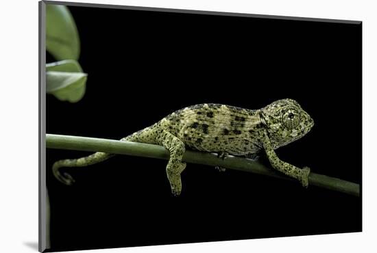 Chamaeleo Johnstoni (Johnston's Chameleon) - Young-Paul Starosta-Mounted Photographic Print