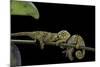 Chamaeleo Johnstoni (Johnston's Chameleon) - Young-Paul Starosta-Mounted Photographic Print