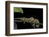 Chamaeleo Johnstoni (Johnston's Chameleon) - Young-Paul Starosta-Framed Photographic Print