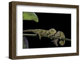 Chamaeleo Johnstoni (Johnston's Chameleon) - Young-Paul Starosta-Framed Photographic Print