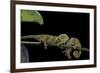 Chamaeleo Johnstoni (Johnston's Chameleon) - Young-Paul Starosta-Framed Photographic Print