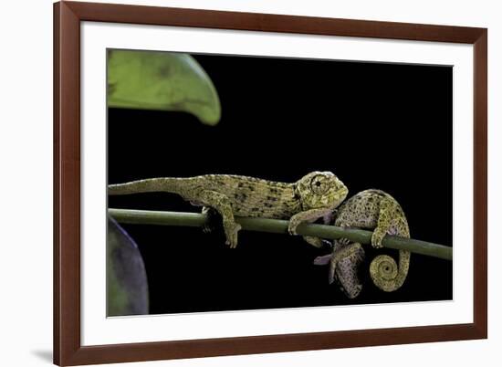 Chamaeleo Johnstoni (Johnston's Chameleon) - Young-Paul Starosta-Framed Photographic Print