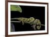 Chamaeleo Johnstoni (Johnston's Chameleon) - Young-Paul Starosta-Framed Photographic Print