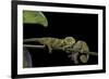 Chamaeleo Johnstoni (Johnston's Chameleon) - Young-Paul Starosta-Framed Photographic Print