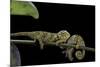 Chamaeleo Johnstoni (Johnston's Chameleon) - Young-Paul Starosta-Mounted Photographic Print