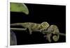 Chamaeleo Johnstoni (Johnston's Chameleon) - Young-Paul Starosta-Framed Photographic Print