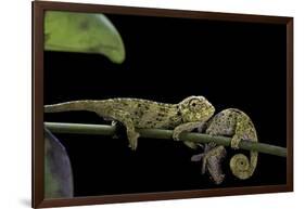 Chamaeleo Johnstoni (Johnston's Chameleon) - Young-Paul Starosta-Framed Photographic Print