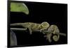 Chamaeleo Johnstoni (Johnston's Chameleon) - Young-Paul Starosta-Framed Photographic Print