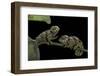 Chamaeleo Johnstoni (Johnston's Chameleon) - Young-Paul Starosta-Framed Photographic Print