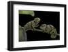 Chamaeleo Johnstoni (Johnston's Chameleon) - Young-Paul Starosta-Framed Photographic Print