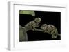 Chamaeleo Johnstoni (Johnston's Chameleon) - Young-Paul Starosta-Framed Photographic Print