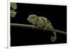 Chamaeleo Johnstoni (Johnston's Chameleon) - Young-Paul Starosta-Framed Photographic Print