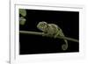 Chamaeleo Johnstoni (Johnston's Chameleon) - Young-Paul Starosta-Framed Photographic Print