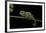 Chamaeleo Johnstoni (Johnston's Chameleon) - Young-Paul Starosta-Framed Photographic Print