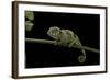 Chamaeleo Johnstoni (Johnston's Chameleon) - Young-Paul Starosta-Framed Photographic Print