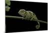 Chamaeleo Johnstoni (Johnston's Chameleon) - Young-Paul Starosta-Mounted Photographic Print