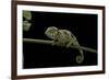 Chamaeleo Johnstoni (Johnston's Chameleon) - Young-Paul Starosta-Framed Photographic Print