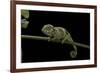 Chamaeleo Johnstoni (Johnston's Chameleon) - Young-Paul Starosta-Framed Photographic Print