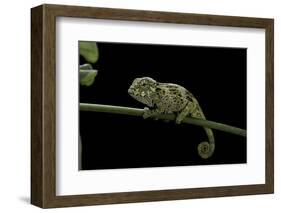 Chamaeleo Johnstoni (Johnston's Chameleon) - Young-Paul Starosta-Framed Photographic Print