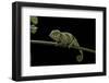 Chamaeleo Johnstoni (Johnston's Chameleon) - Young-Paul Starosta-Framed Photographic Print