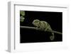 Chamaeleo Johnstoni (Johnston's Chameleon) - Young-Paul Starosta-Framed Photographic Print