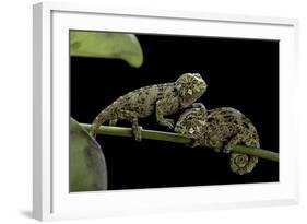 Chamaeleo Johnstoni (Johnston's Chameleon) - Young-Paul Starosta-Framed Photographic Print