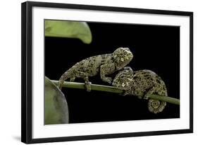 Chamaeleo Johnstoni (Johnston's Chameleon) - Young-Paul Starosta-Framed Photographic Print