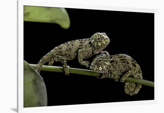 Chamaeleo Johnstoni (Johnston's Chameleon) - Young-Paul Starosta-Framed Photographic Print