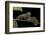 Chamaeleo Johnstoni (Johnston's Chameleon) - Young-Paul Starosta-Framed Photographic Print