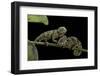 Chamaeleo Johnstoni (Johnston's Chameleon) - Young-Paul Starosta-Framed Photographic Print