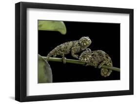 Chamaeleo Johnstoni (Johnston's Chameleon) - Young-Paul Starosta-Framed Photographic Print