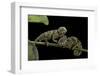 Chamaeleo Johnstoni (Johnston's Chameleon) - Young-Paul Starosta-Framed Photographic Print